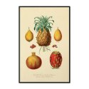 vintage fruits plakat ścienny