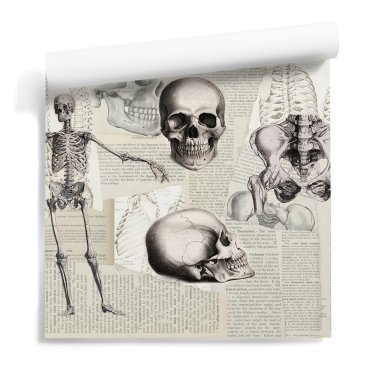 tapeta w czaszki skeletal study