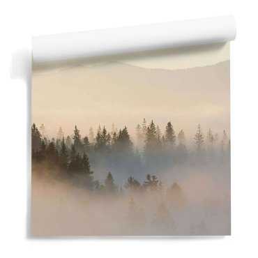 Forest Sunrise outlet