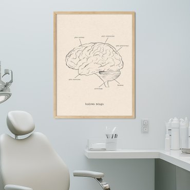 budowa mózgu plakat