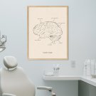 plakat w ramie budowa mózgu