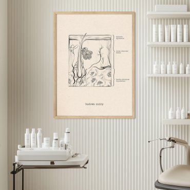 budowa skóry plakat