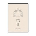 dentysta budowa łuku