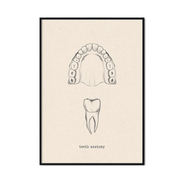 dentysta budowa łuku dentysta budowa łuku