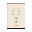 dentysta budowa łuku dentysta budowa łuku