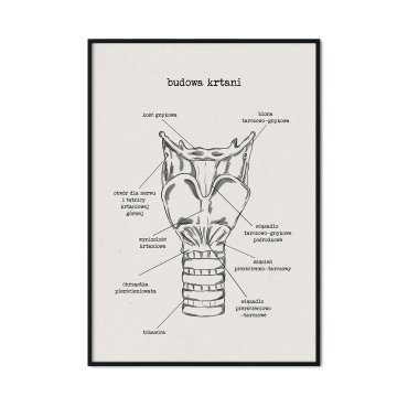 plakat budowa krtani