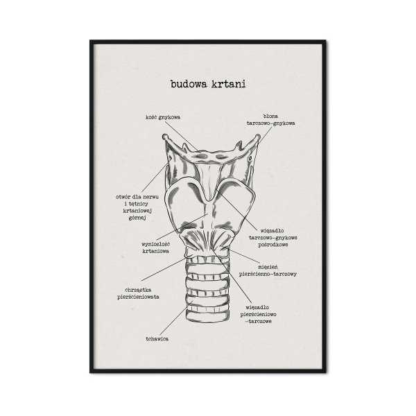 plakat budowa krtani