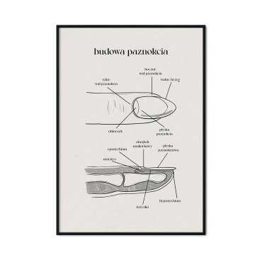 plakat budowa paznokcia