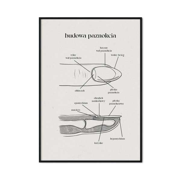 plakat budowa paznokcia