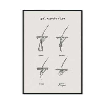 plakat cykl wzrostu włosa