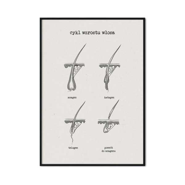 plakat cykl wzrostu włosa