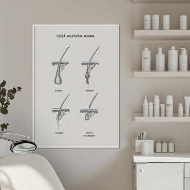 plakat cykl wzrostu włosa
