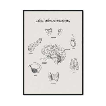 plakat układ endokrynologiczny