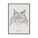 plakat z kotem maine coon