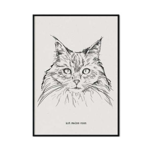 plakat z kotem maine coon