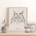 kot maine coon