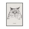 plakat z kotem ragdoll