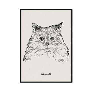 plakat z kotem ragdoll