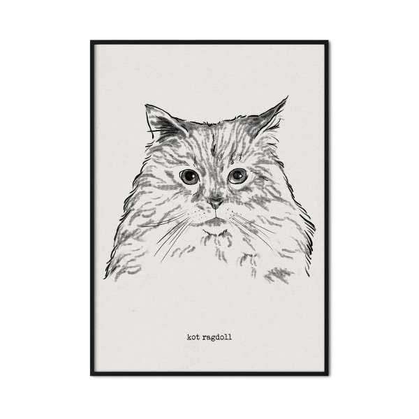 plakat z kotem ragdoll