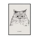 plakat z kotem ragdoll