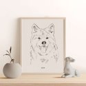 pies akita