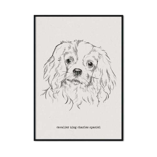 plakat w ramie pies cavalier spaniel