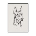plakat z psem rasy doberman