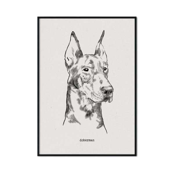 plakat z psem rasy doberman plakat z psem rasy doberman