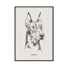 plakat z psem rasy doberman plakat z psem rasy doberman