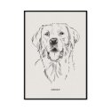 pies labrador