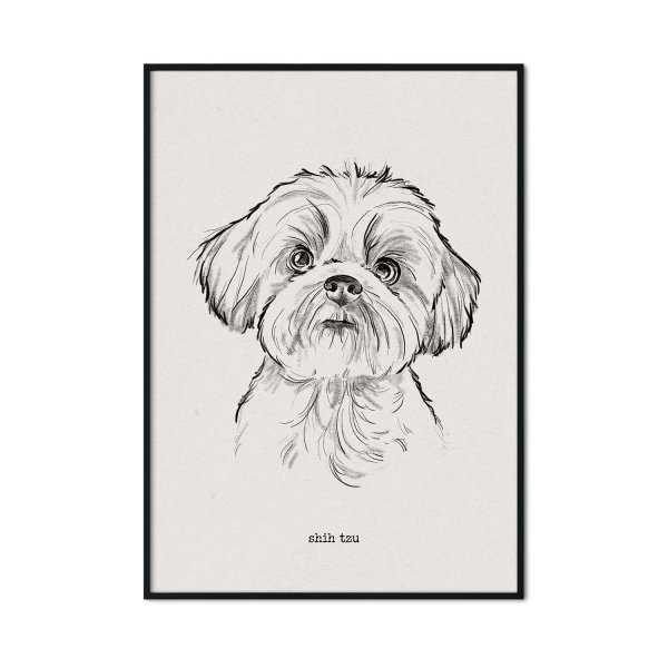 plakat z psem rasy shih tzu plakat z psem rasy shih tzu