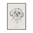 plakat z psem rasy shih tzu plakat z psem rasy shih tzu