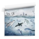 Arctic Wonders