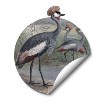 Birdy Crowns