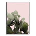 Plakat w ramie - Pink Cacti