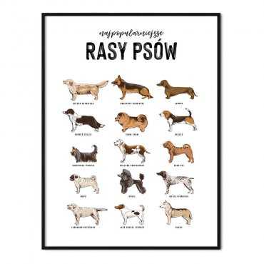 plakat rasy psów