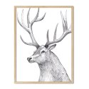 royal deer