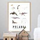 plakat edukacyjny polar
